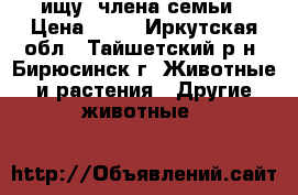ищу  члена семьи › Цена ­ 10 - Иркутская обл., Тайшетский р-н, Бирюсинск г. Животные и растения » Другие животные   